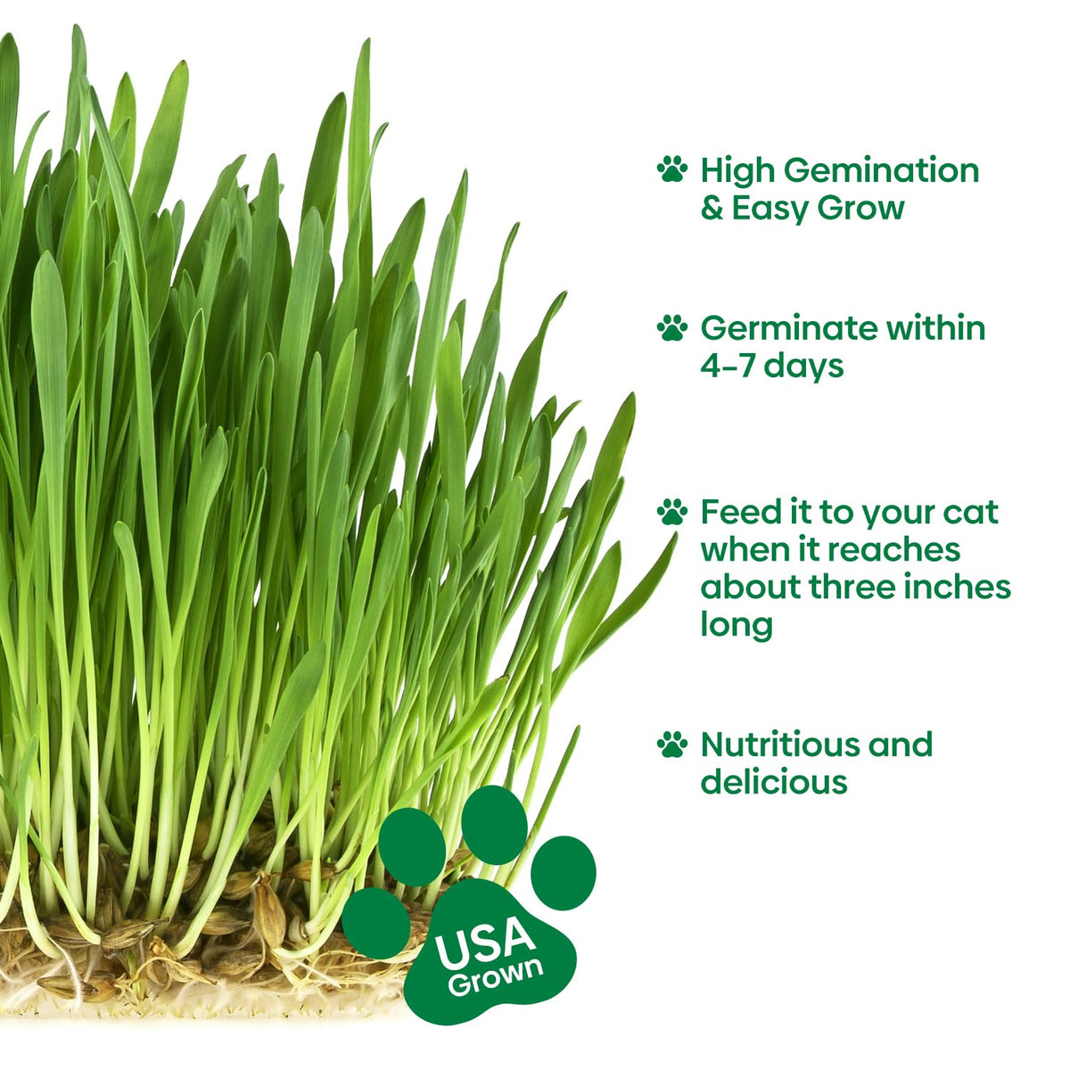 3 Pack Organic Non-GMO Cat Grass Growing Kit X968028
