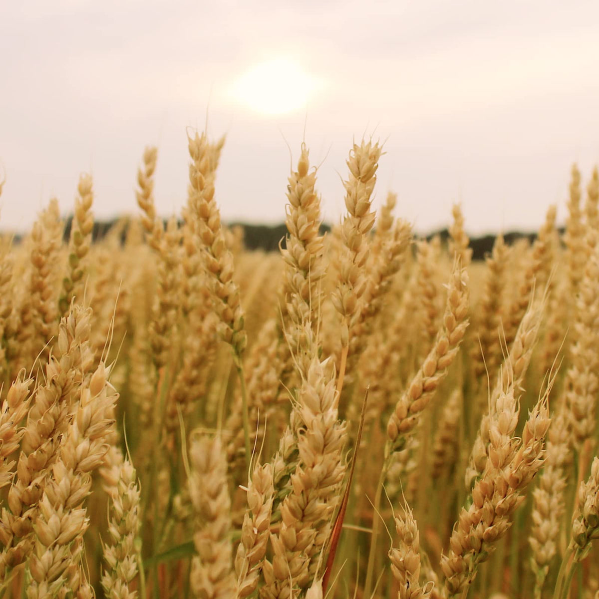 Soft White Wheat Berries 25 Lbs U85550