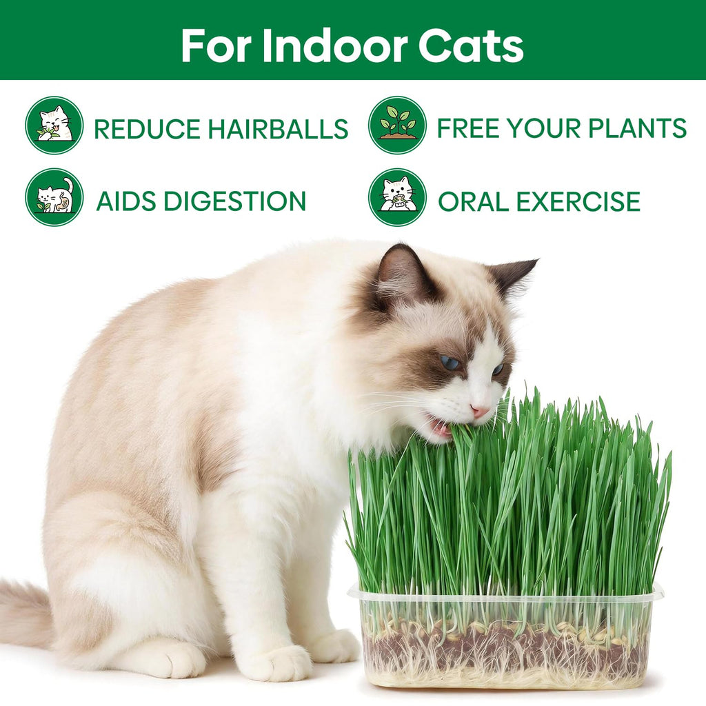 3 Pack Organic Non-GMO Cat Grass Growing Kit X968028
