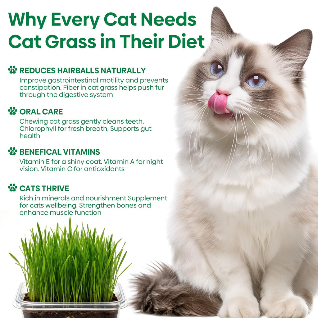 3 Pack Organic Non-GMO Cat Grass Growing Kit X968028
