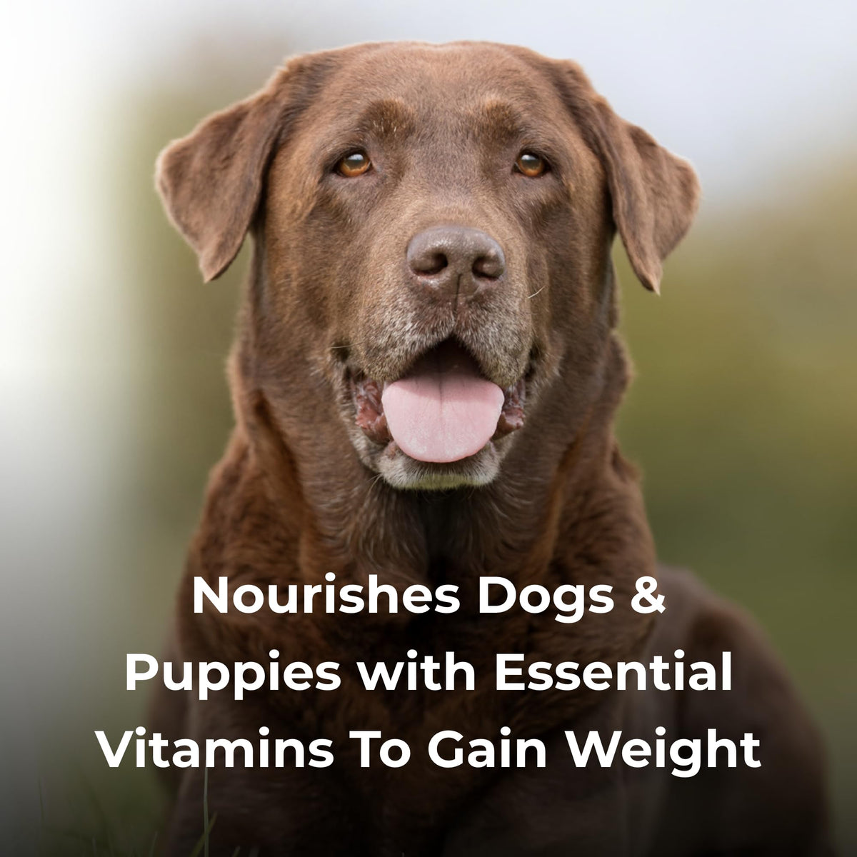 High Calorie Liquid Nutritional Supplement for Dogs & Puppies 16 oz A116