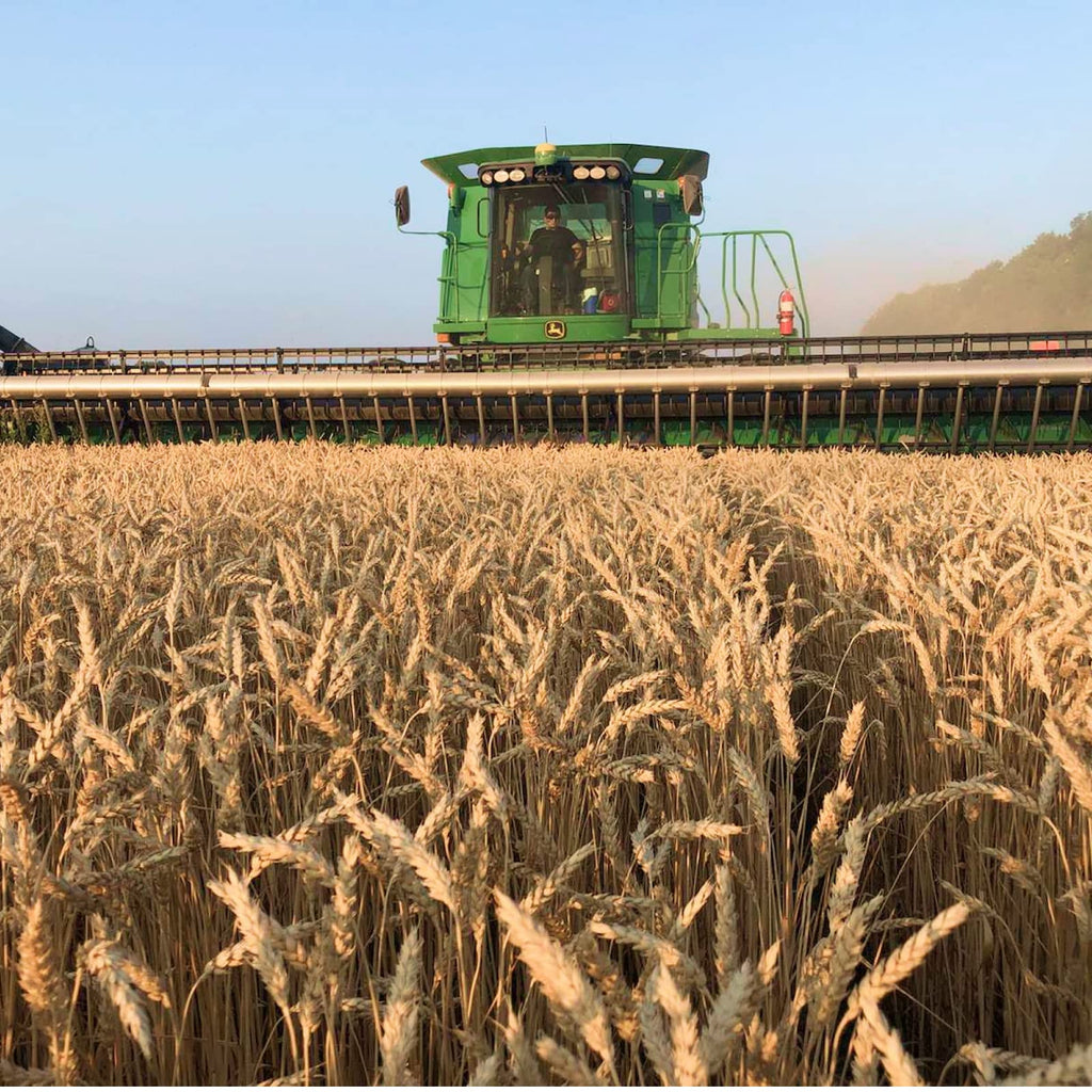 Soft White Wheat Berries 25 Lbs U85550